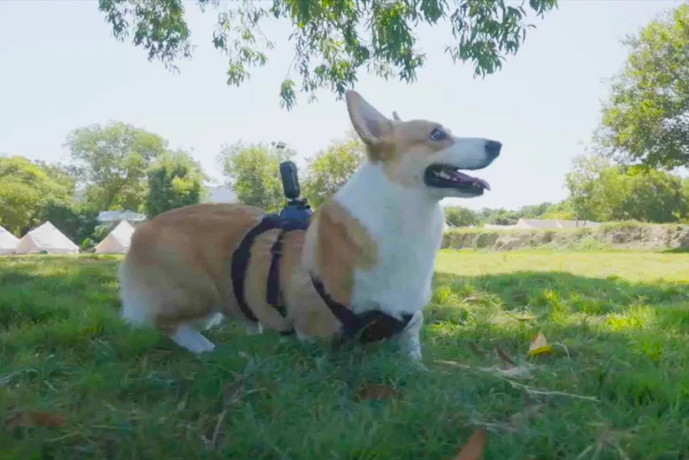 det beste hundekameraet