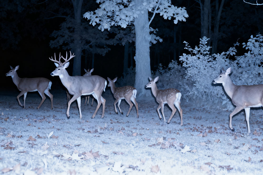 deer trail camera