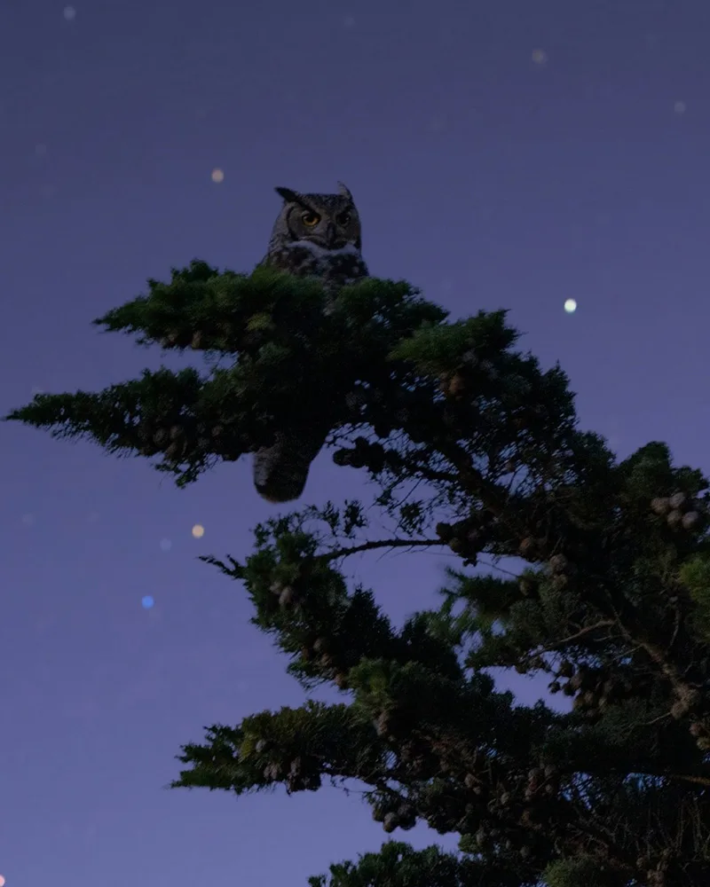 フクロウの夜間撮影