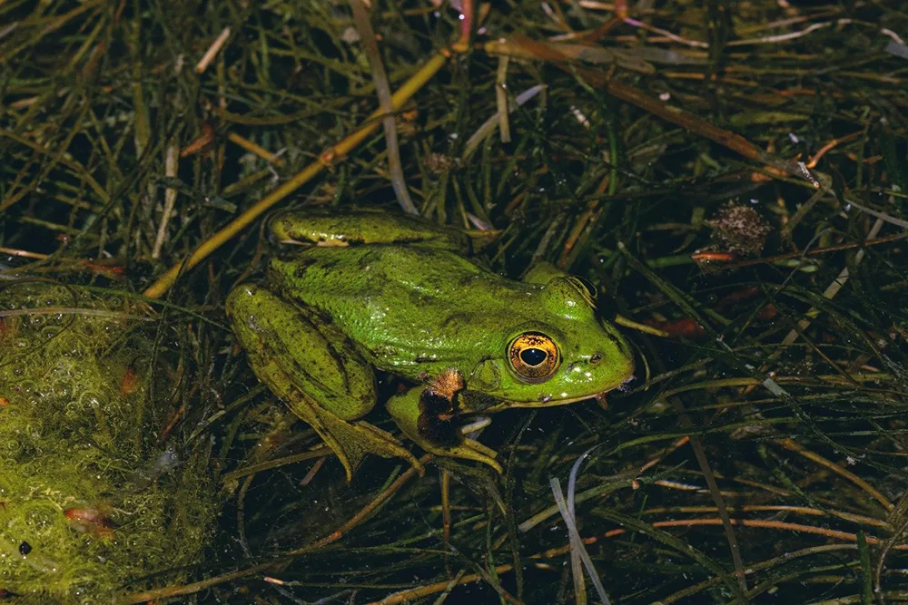 野生動物のカエルの夜間撮影